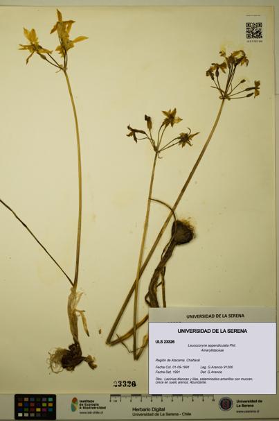 Leucocoryne appendiculata [Espécimen: ULS:ULS:0023326]