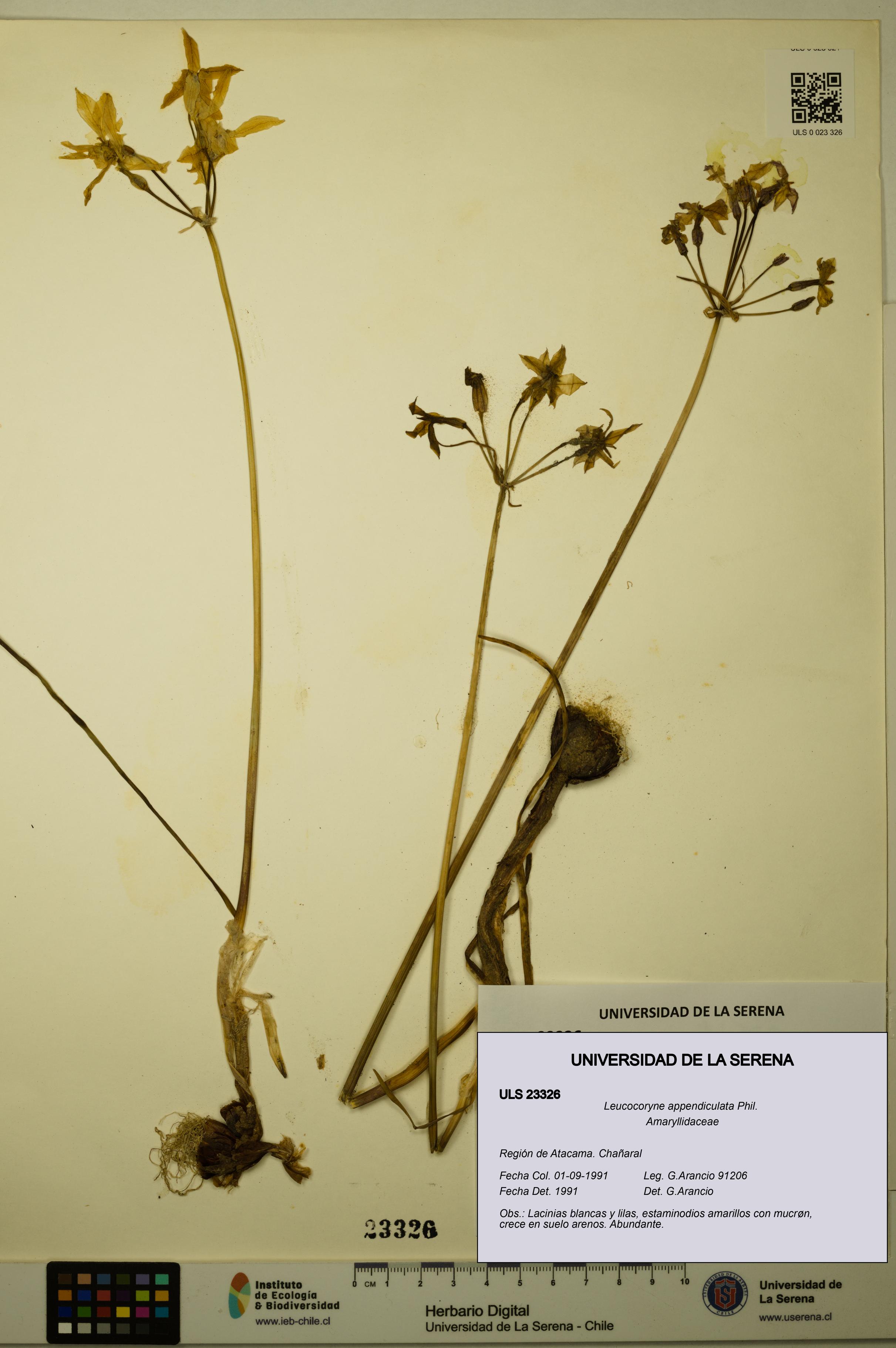 Leucocoryne appendiculata [Espécimen: ULS:ULS:0023326]