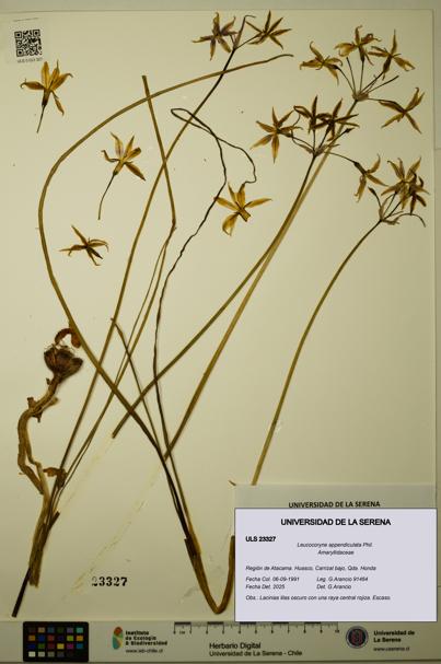 Leucocoryne appendiculata [Espécimen: ULS:ULS:0023327]
