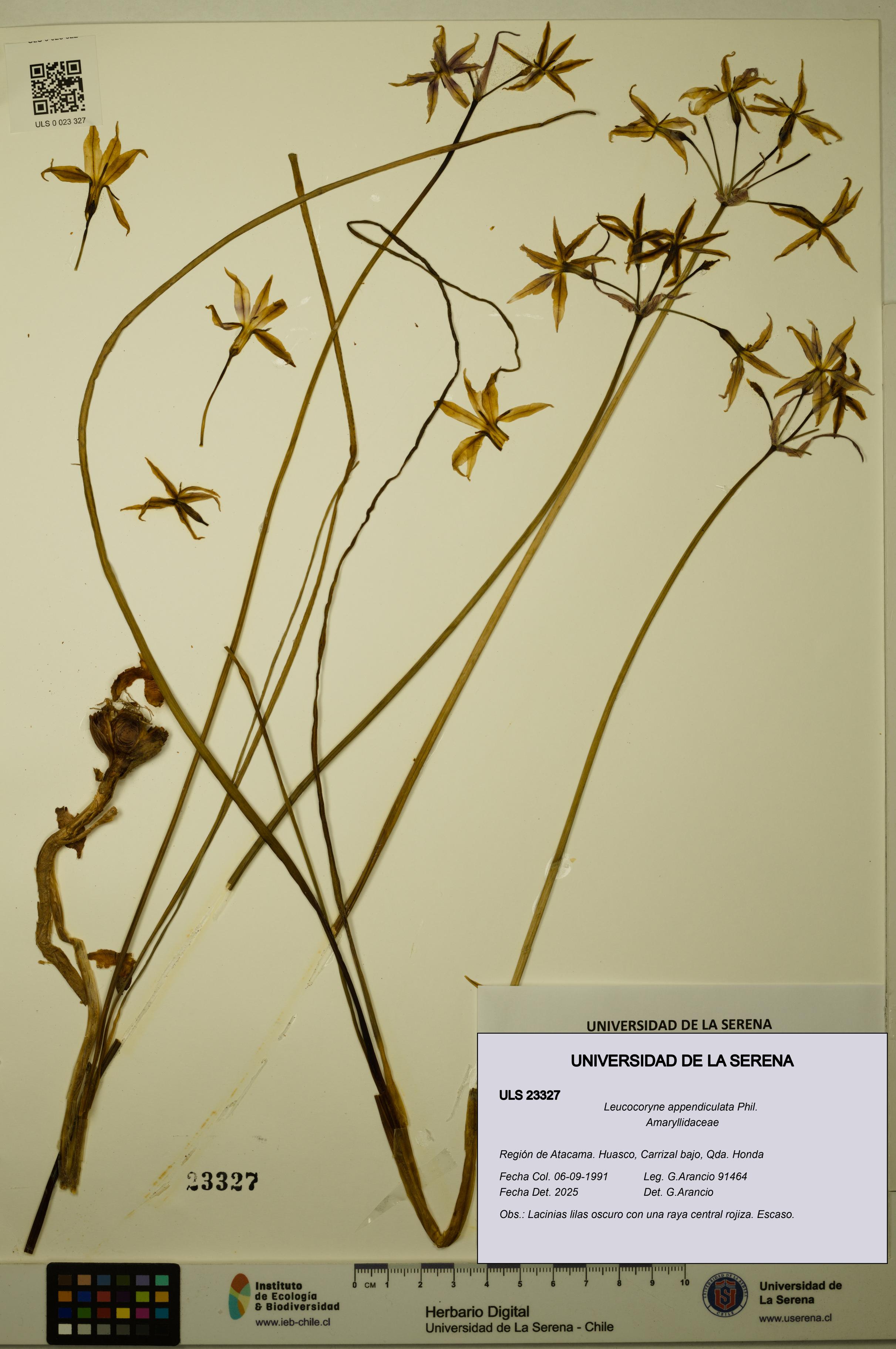 Leucocoryne appendiculata [Espécimen: ULS:ULS:0023327]
