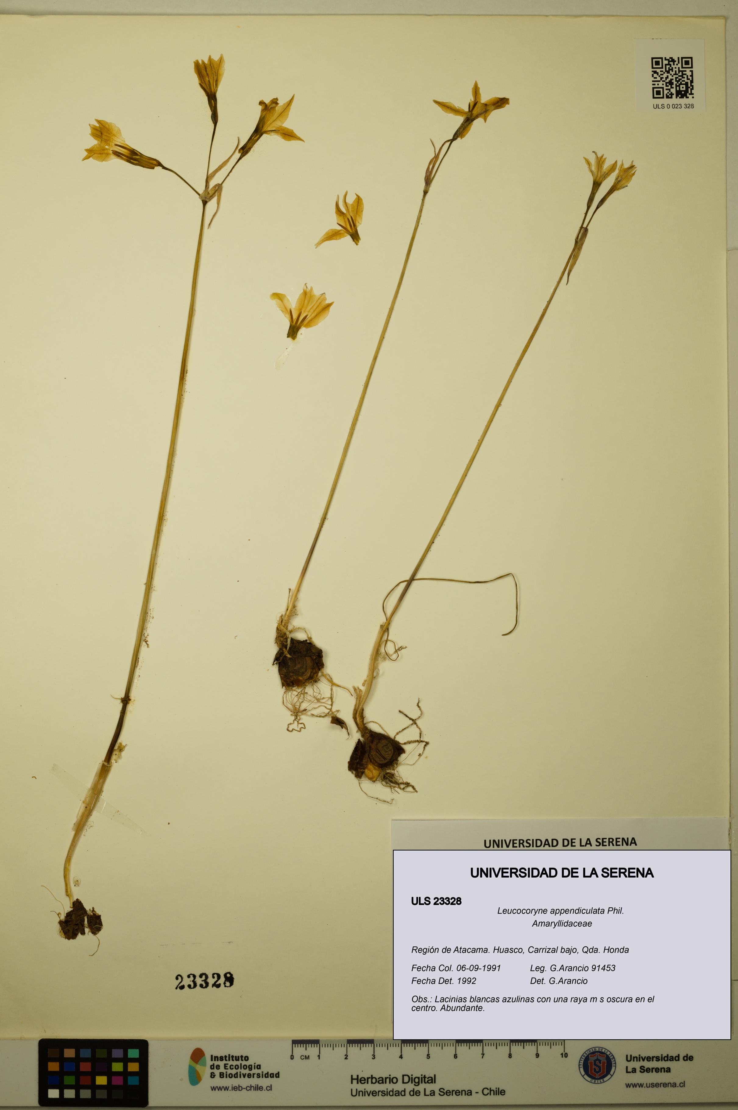 Leucocoryne appendiculata [Espécimen: ULS:ULS:0023328]