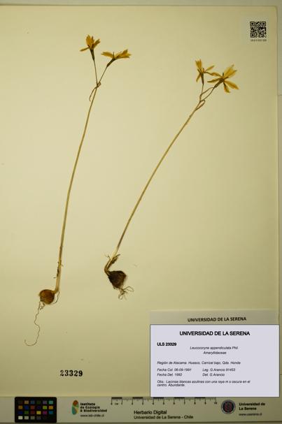 Leucocoryne appendiculata [Espécimen: ULS:ULS:0023329]