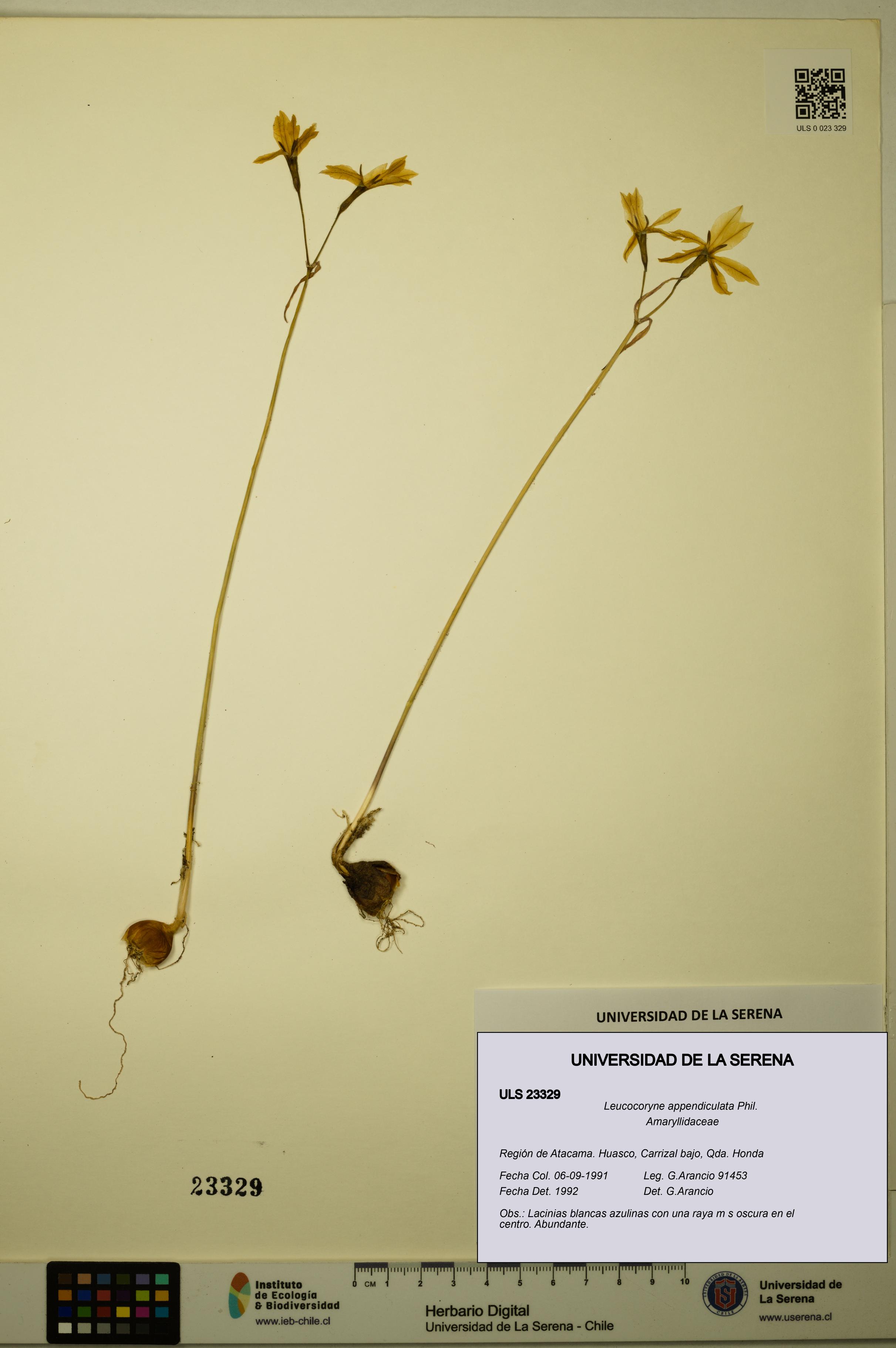 Leucocoryne appendiculata [Espécimen: ULS:ULS:0023329]