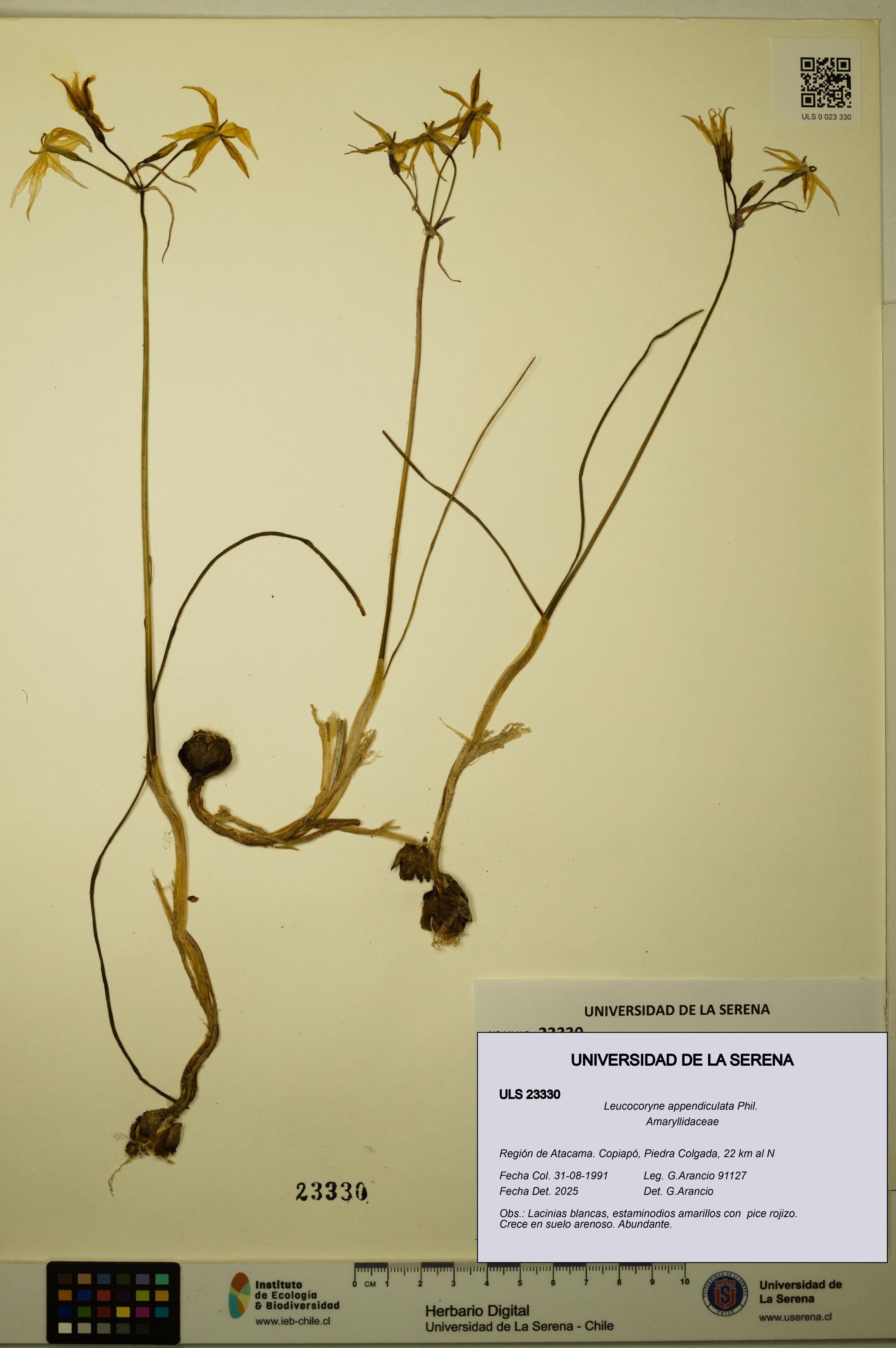 Leucocoryne appendiculata [Espécimen: ULS:ULS:0023330]