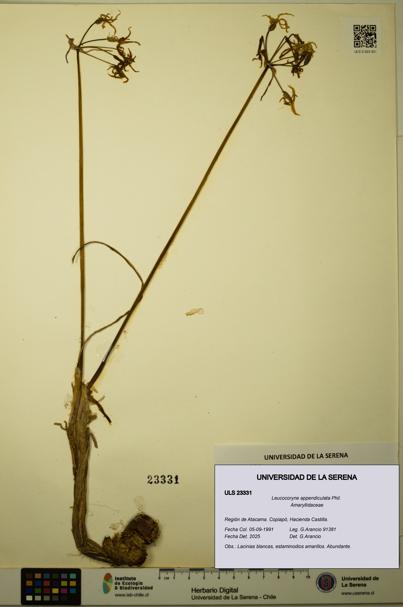 Leucocoryne appendiculata [Espécimen: ULS:ULS:0023331]