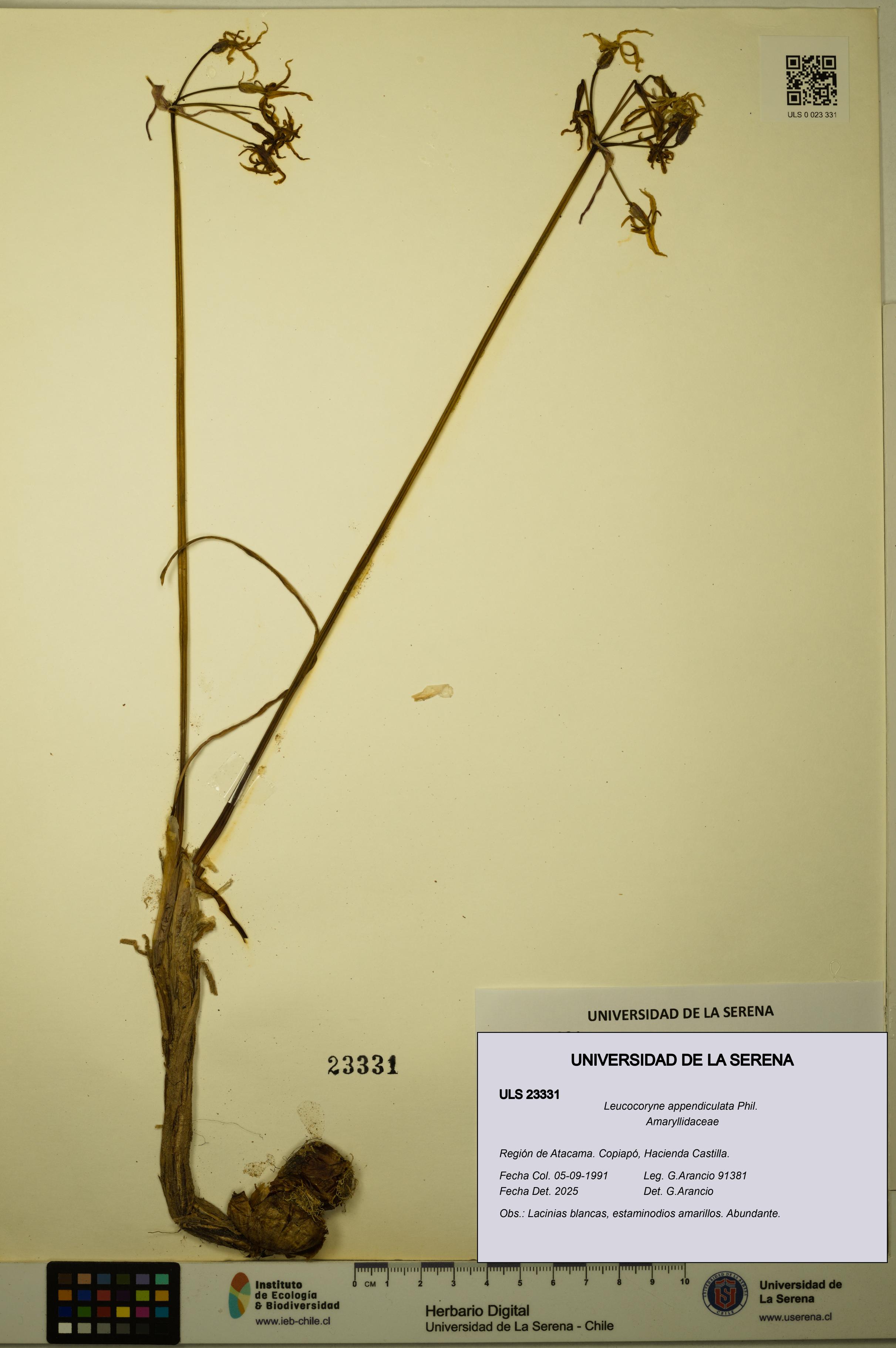Leucocoryne appendiculata [Espécimen: ULS:ULS:0023331]