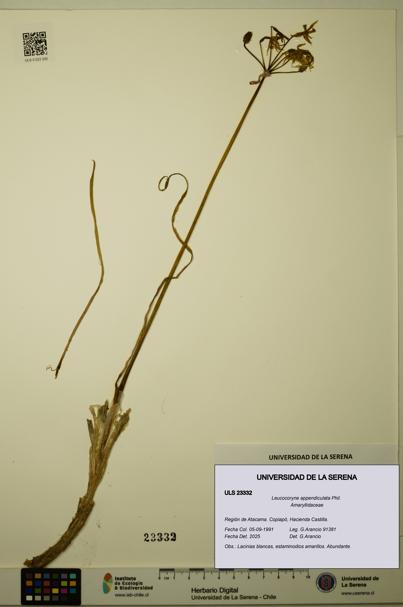 Leucocoryne appendiculata [Espécimen: ULS:ULS:0023332]