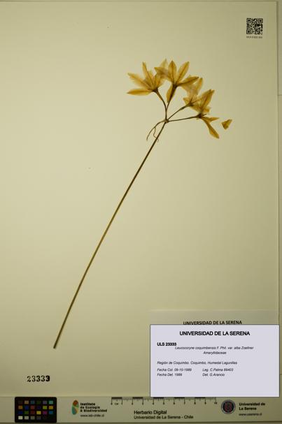 Leucocoryne coquimbensis [Espécimen: ULS:ULS:0023333]