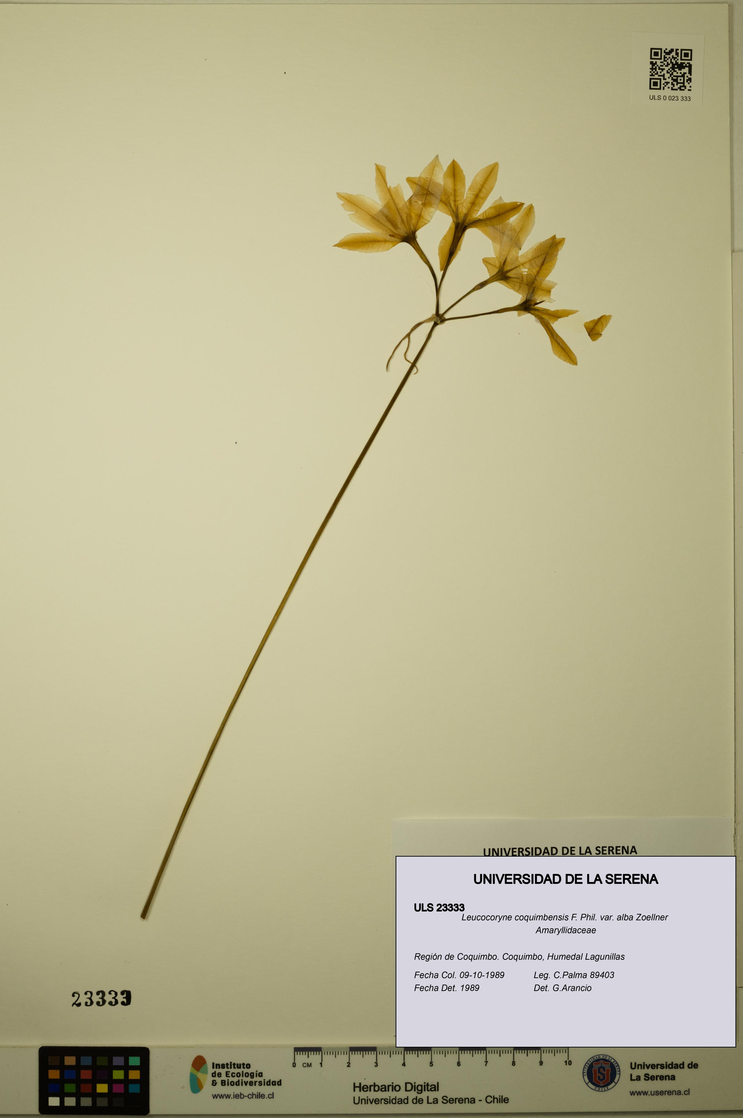 Leucocoryne coquimbensis [Espécimen: ULS:ULS:0023333]