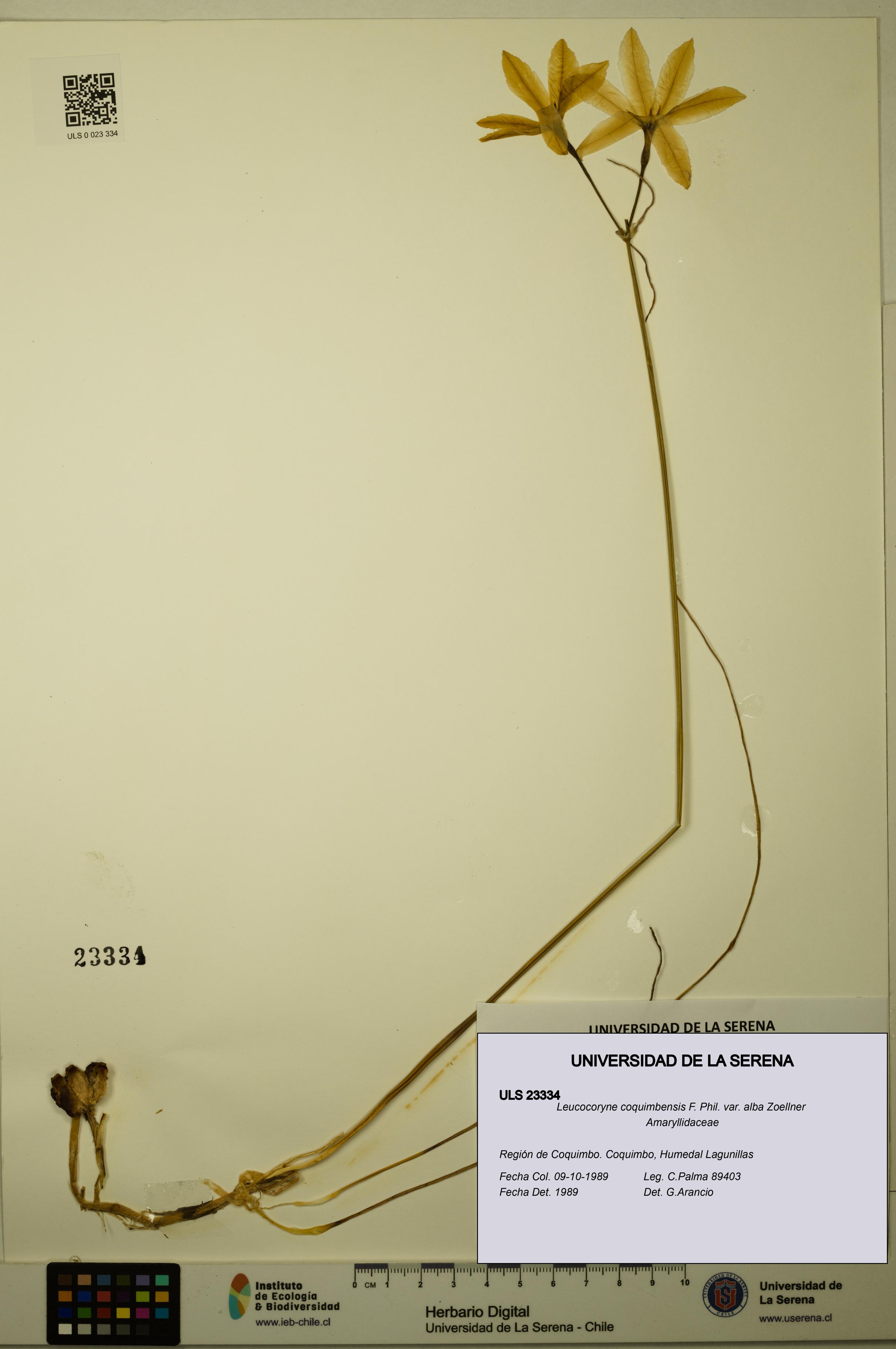Leucocoryne coquimbensis [Espécimen: ULS:ULS:0023334]