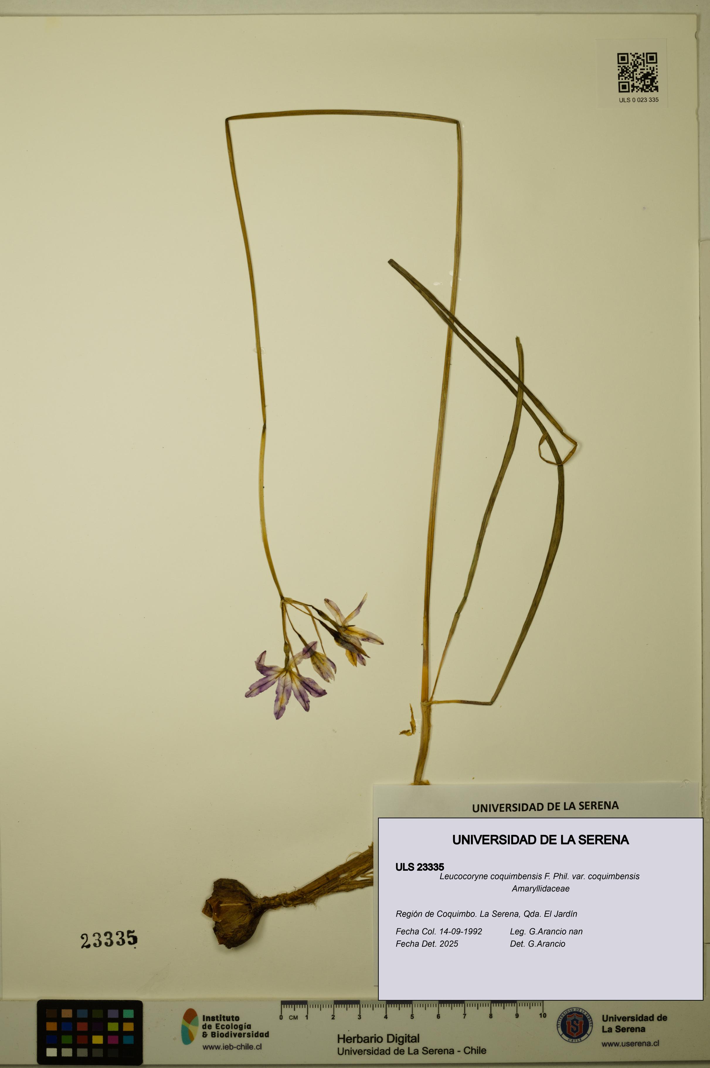 Leucocoryne coquimbensis [Espécimen: ULS:ULS:0023335]