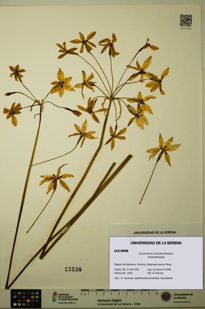Leucocoryne coronata [Espécimen: ULS:ULS:0023336]