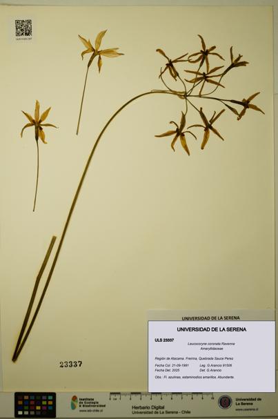 Leucocoryne coronata [Espécimen: ULS:ULS:0023337]