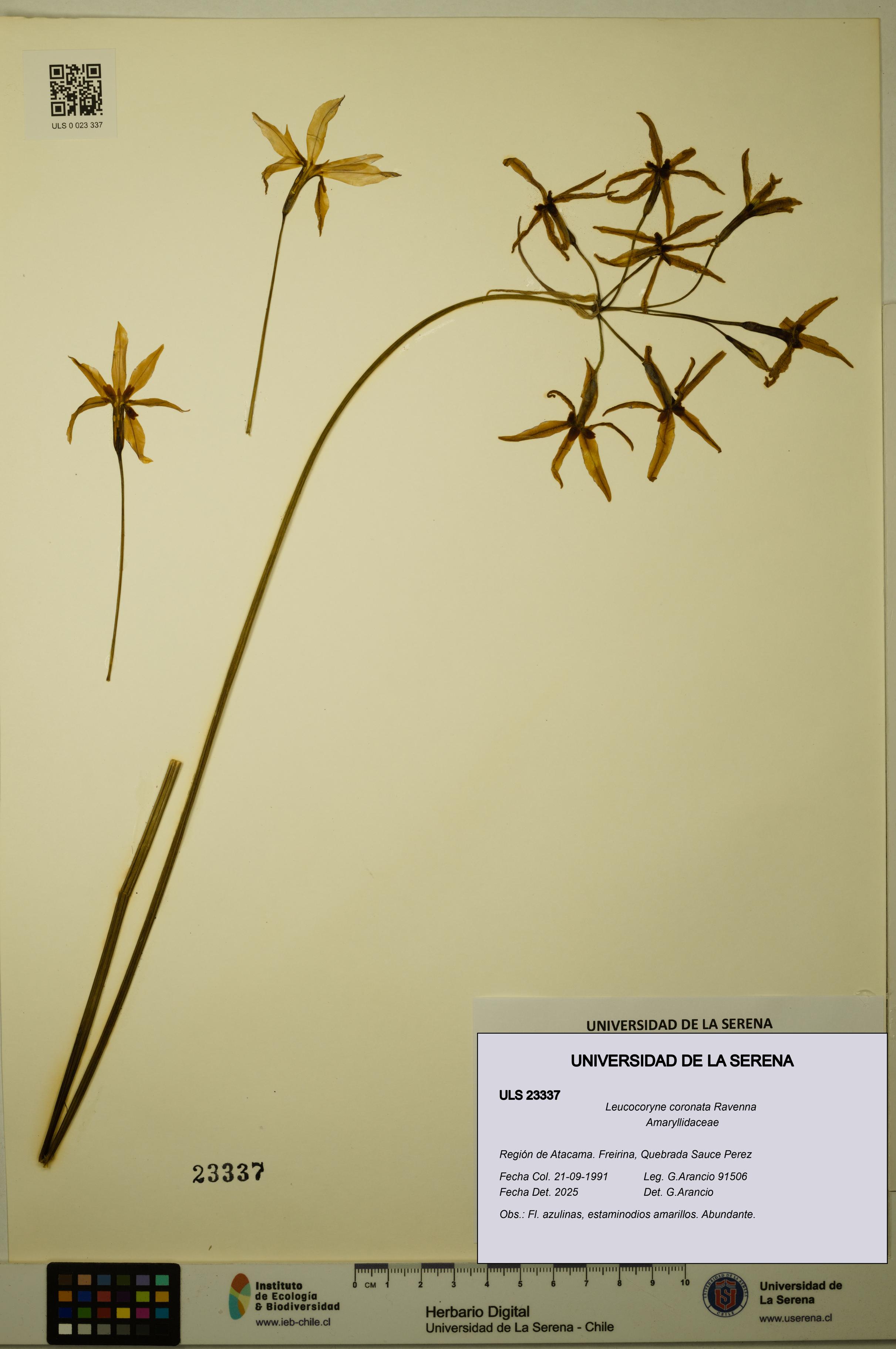 Leucocoryne coronata [Espécimen: ULS:ULS:0023337]