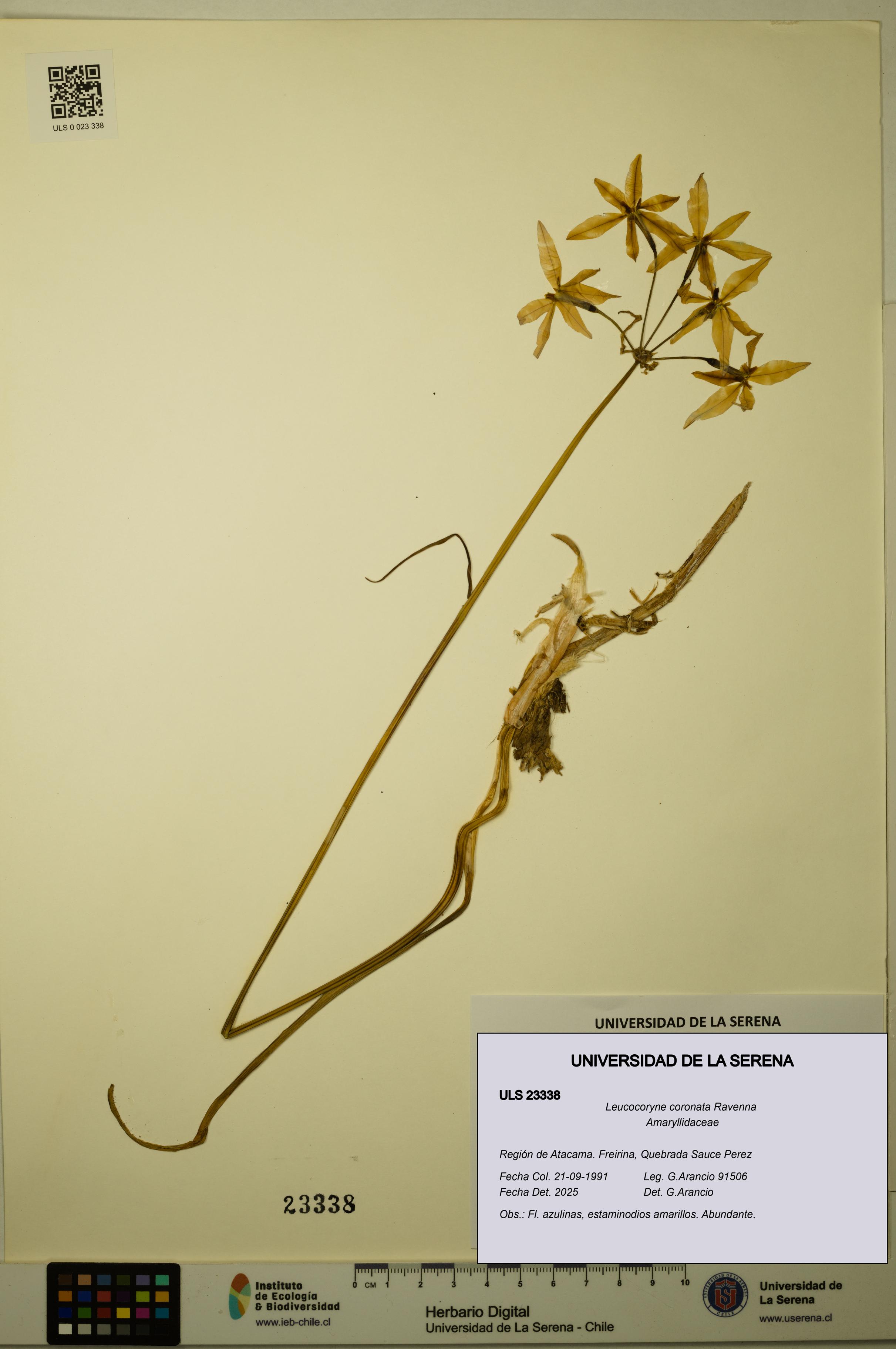 Leucocoryne coronata [Espécimen: ULS:ULS:0023338]