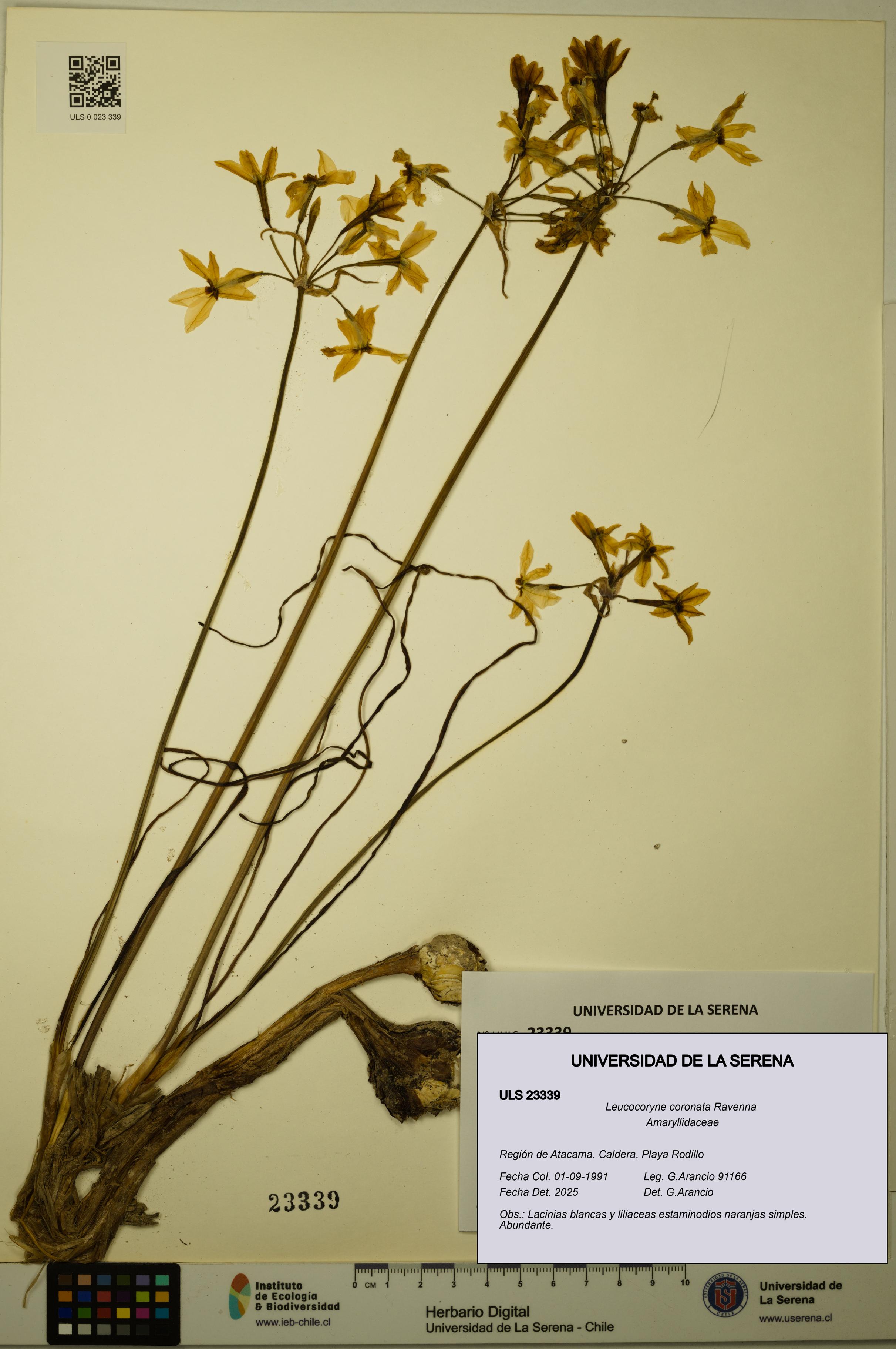 Leucocoryne coronata [Espécimen: ULS:ULS:0023339]