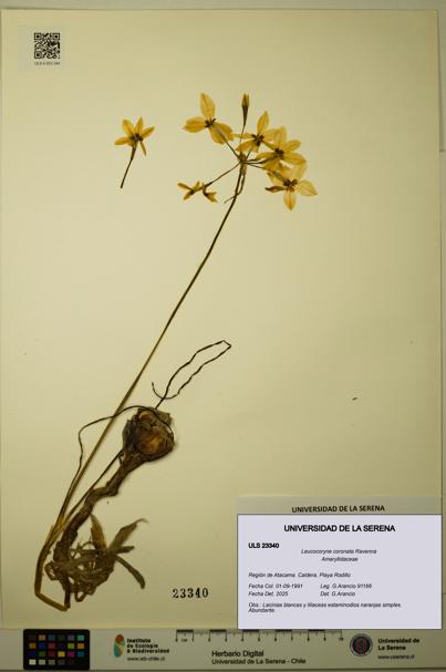 Leucocoryne coronata [Espécimen: ULS:ULS:0023340]