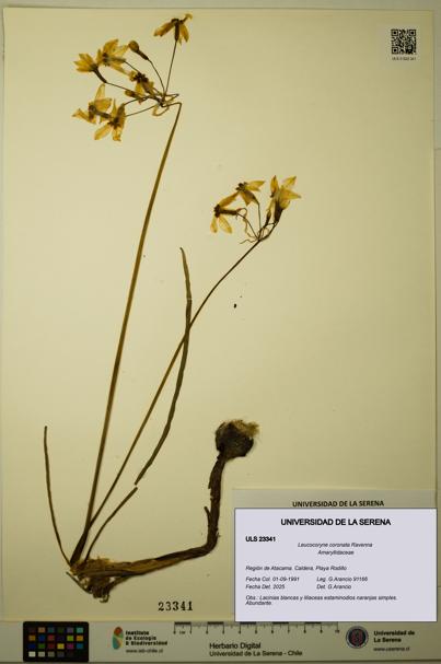 Leucocoryne coronata [Espécimen: ULS:ULS:0023341]