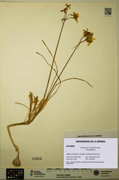 Leucocoryne coronata [Espécimen: ULS:ULS:0023342]