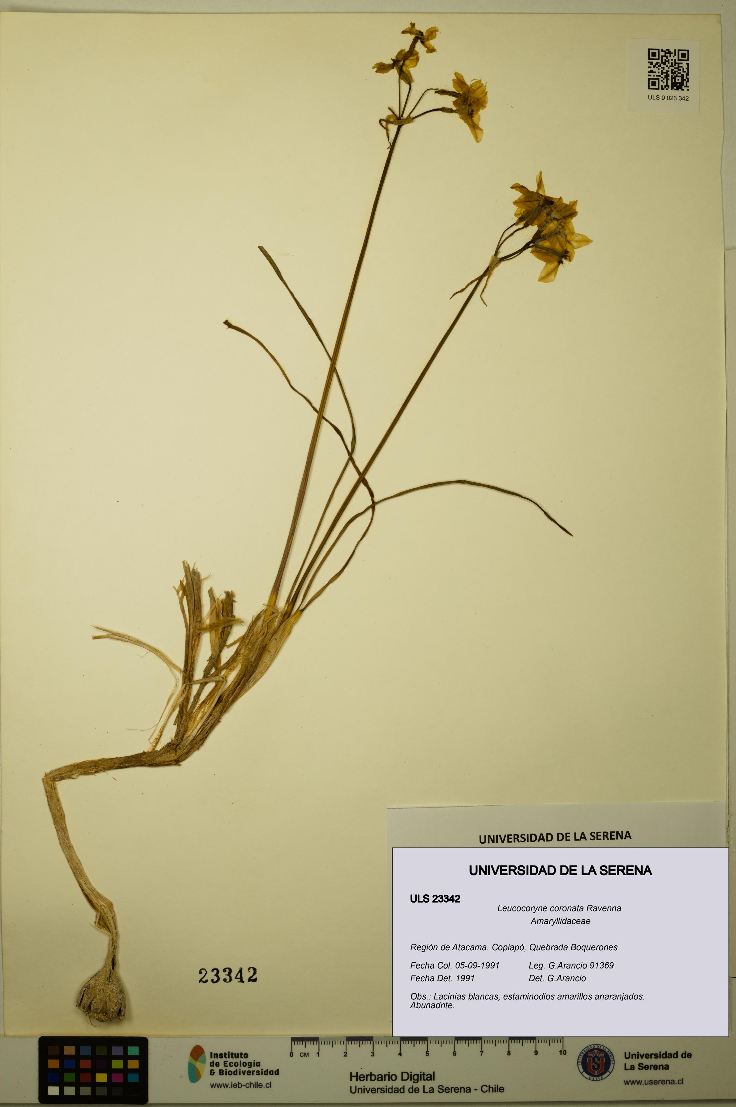 Leucocoryne coronata [Espécimen: ULS:ULS:0023342]