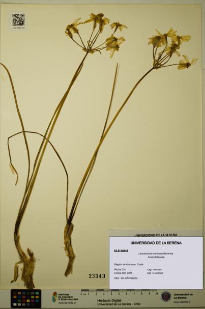 Leucocoryne coronata [Espécimen: ULS:ULS:0023343]