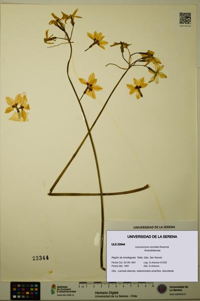 Leucocoryne coronata [Espécimen: ULS:ULS:0023344]