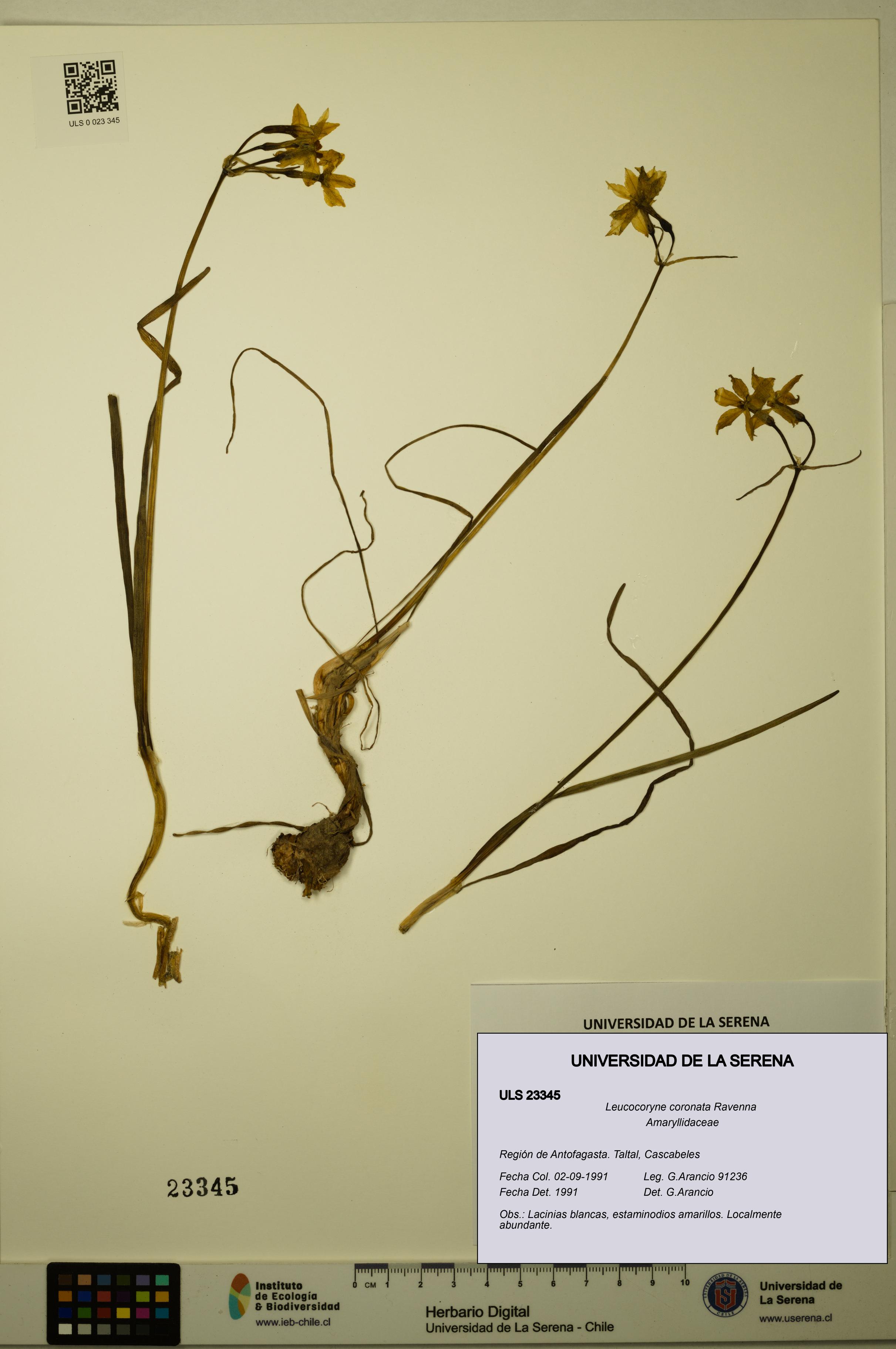 Leucocoryne coronata [Espécimen: ULS:ULS:0023345]