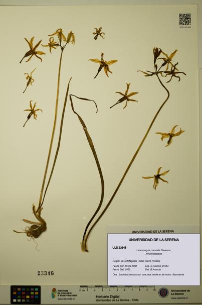 Leucocoryne coronata [Espécimen: ULS:ULS:0023346]