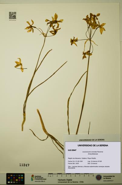 Leucocoryne coronata [Espécimen: ULS:ULS:0023347]