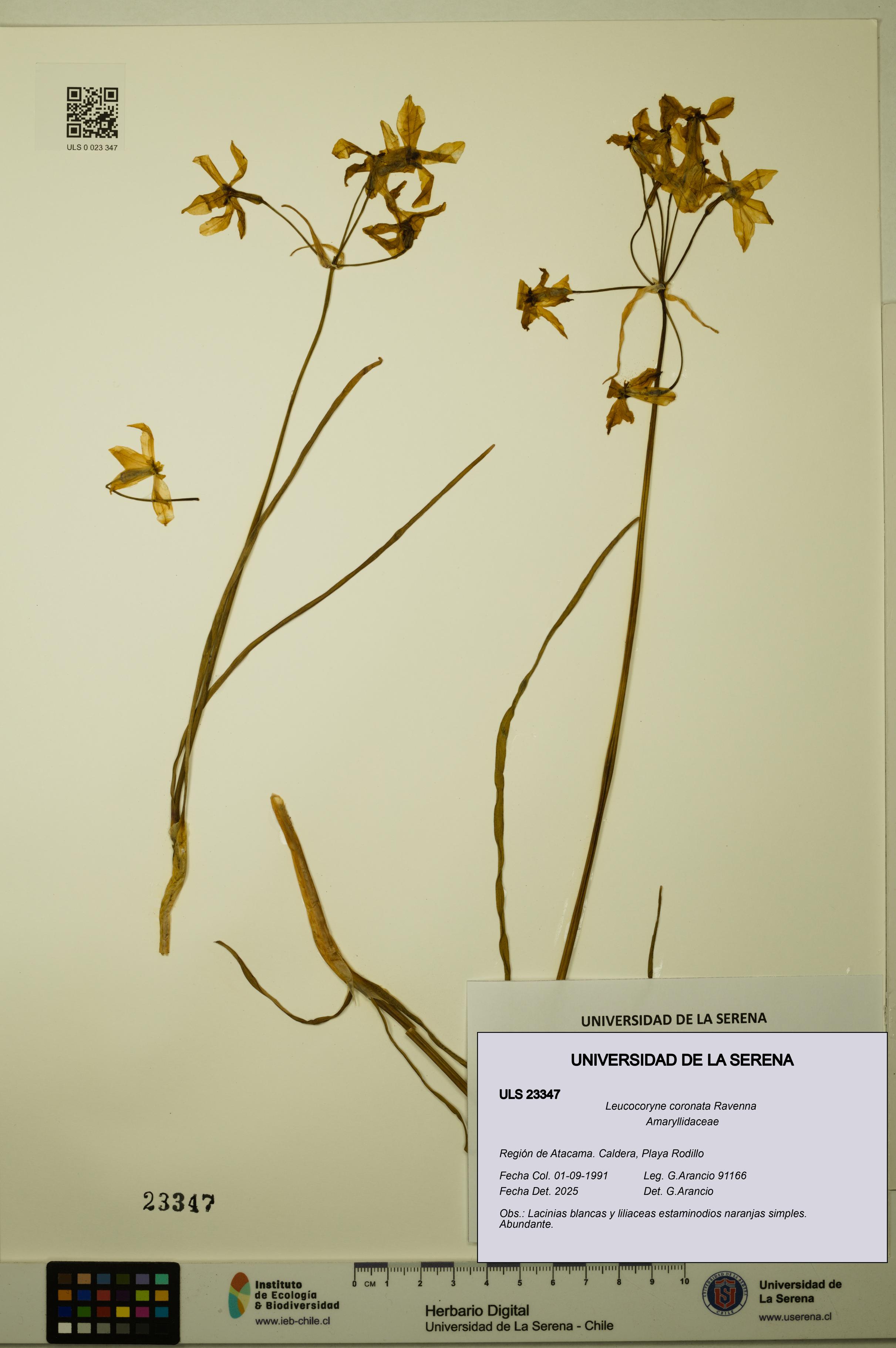 Leucocoryne coronata [Espécimen: ULS:ULS:0023347]