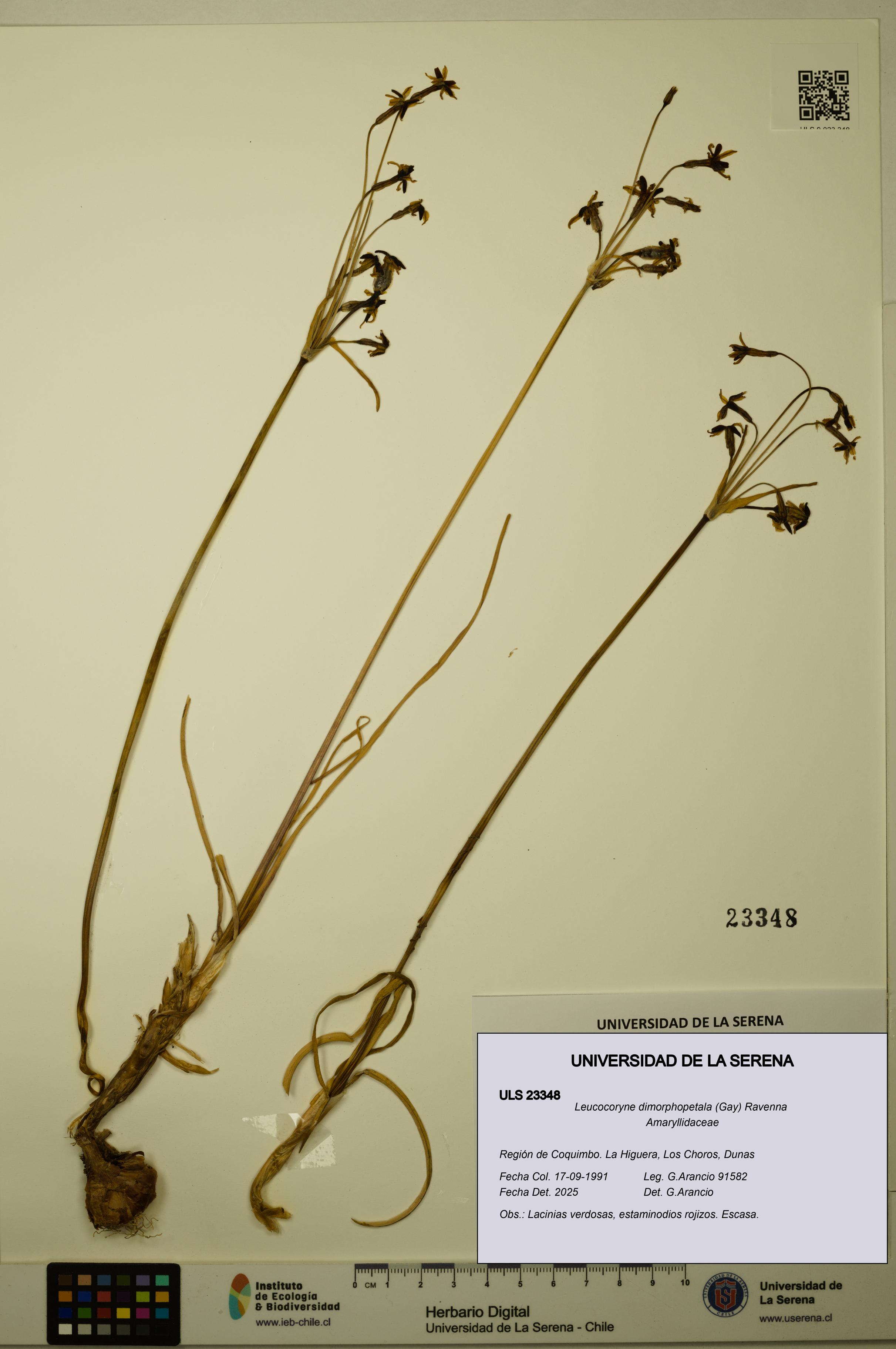 Leucocoryne dimorphopetala [Espécimen: ULS:ULS:0023348]