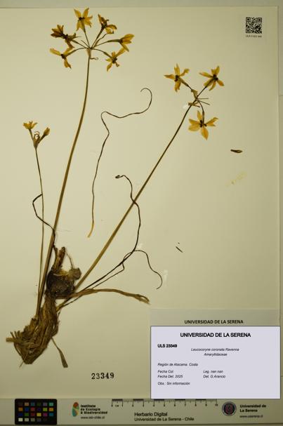 Leucocoryne coronata [Espécimen: ULS:ULS:0023349]