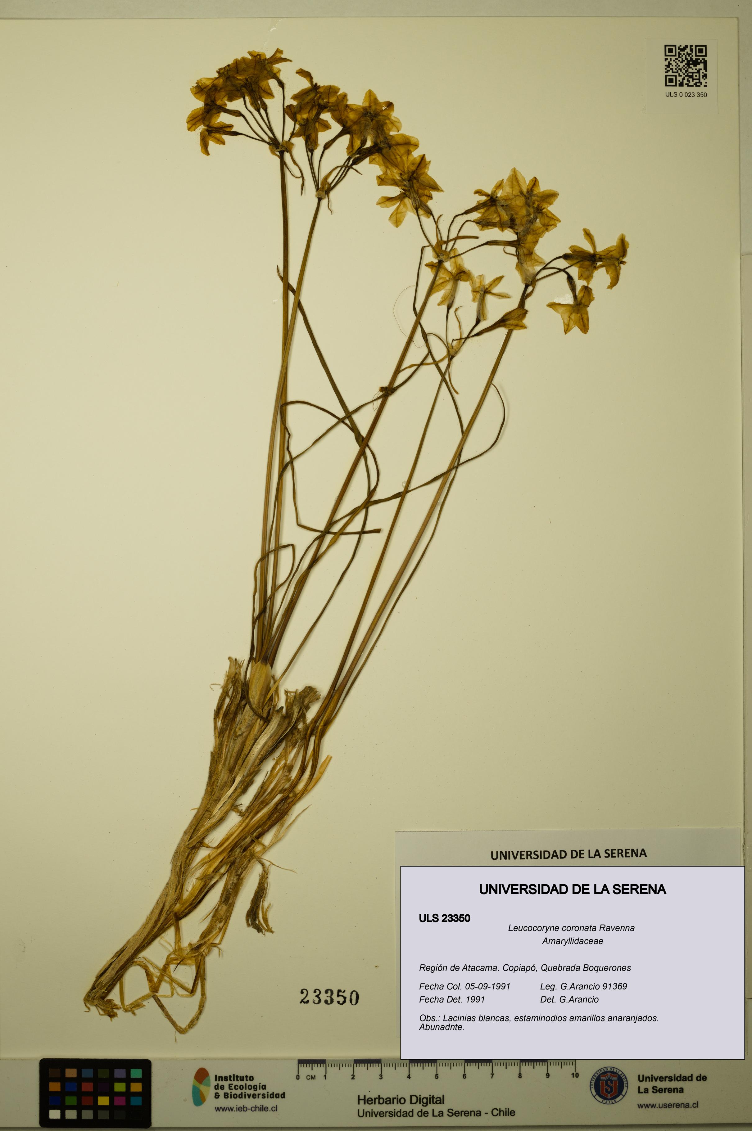 Leucocoryne coronata [Espécimen: ULS:ULS:0023350]