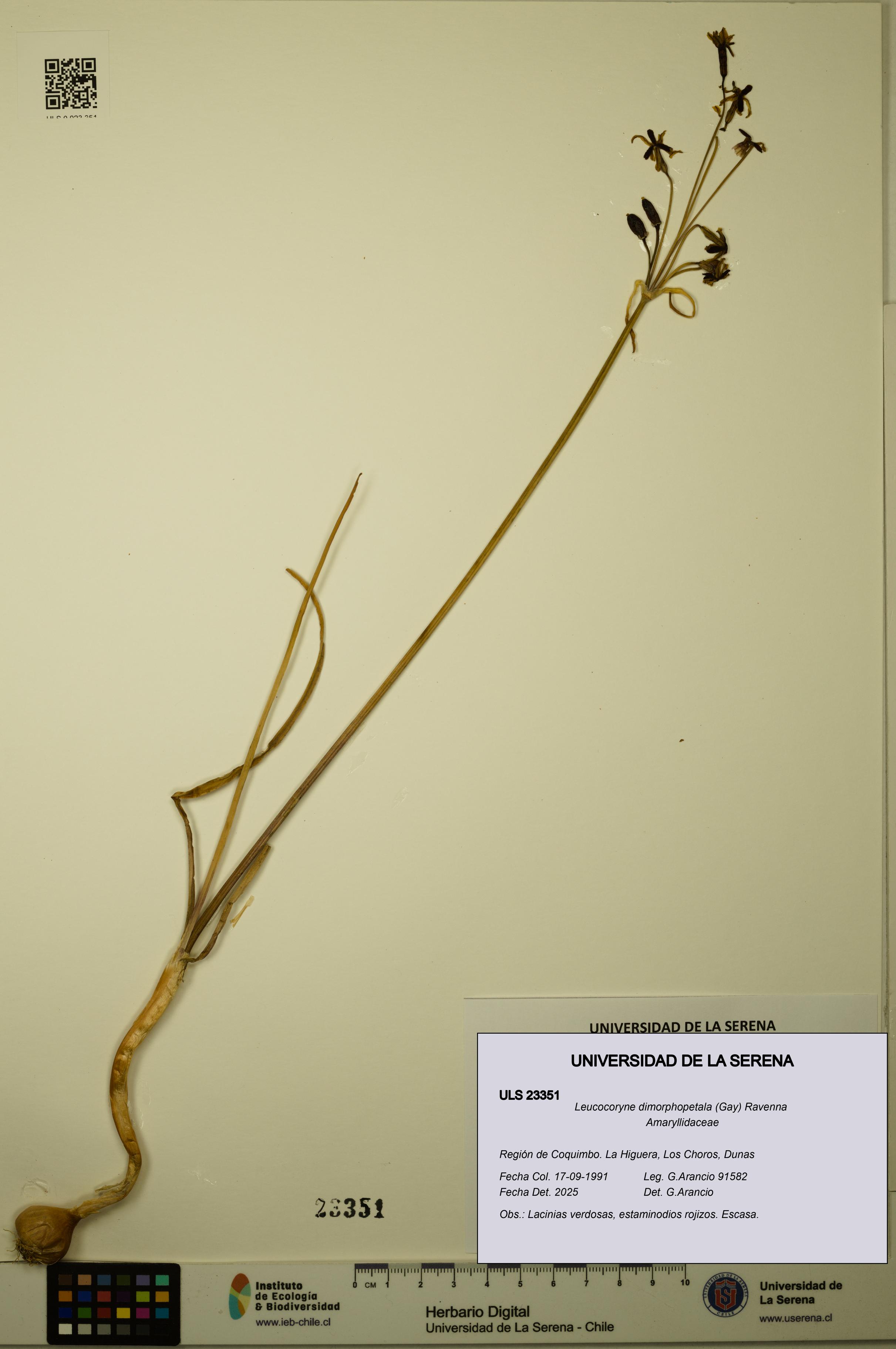 Leucocoryne dimorphopetala [Espécimen: ULS:ULS:0023351]