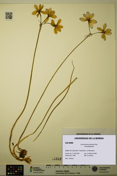 Leucocoryne purpurea [Espécimen: ULS:ULS:0023352]