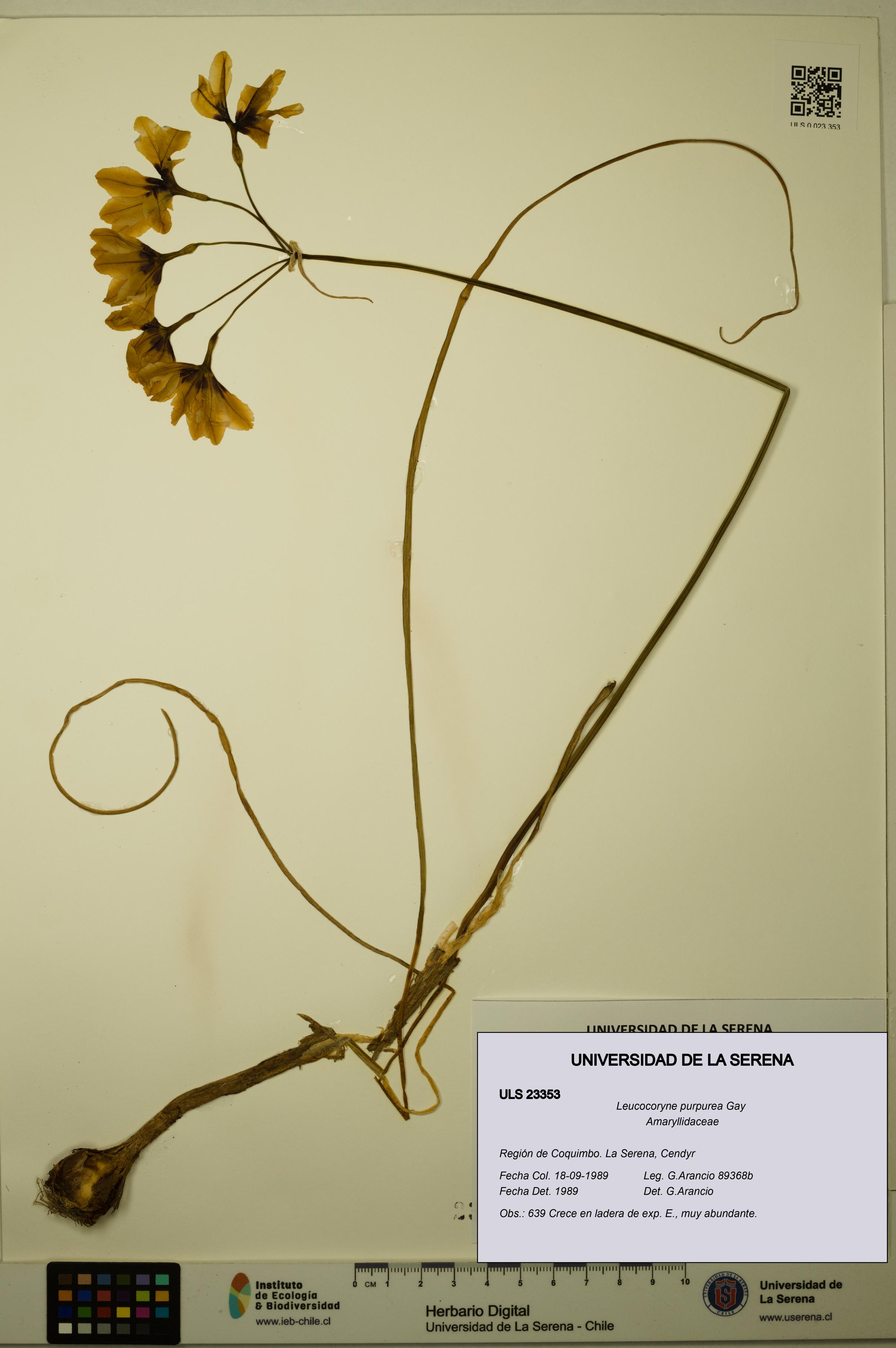Leucocoryne purpurea [Espécimen: ULS:ULS:0023353]