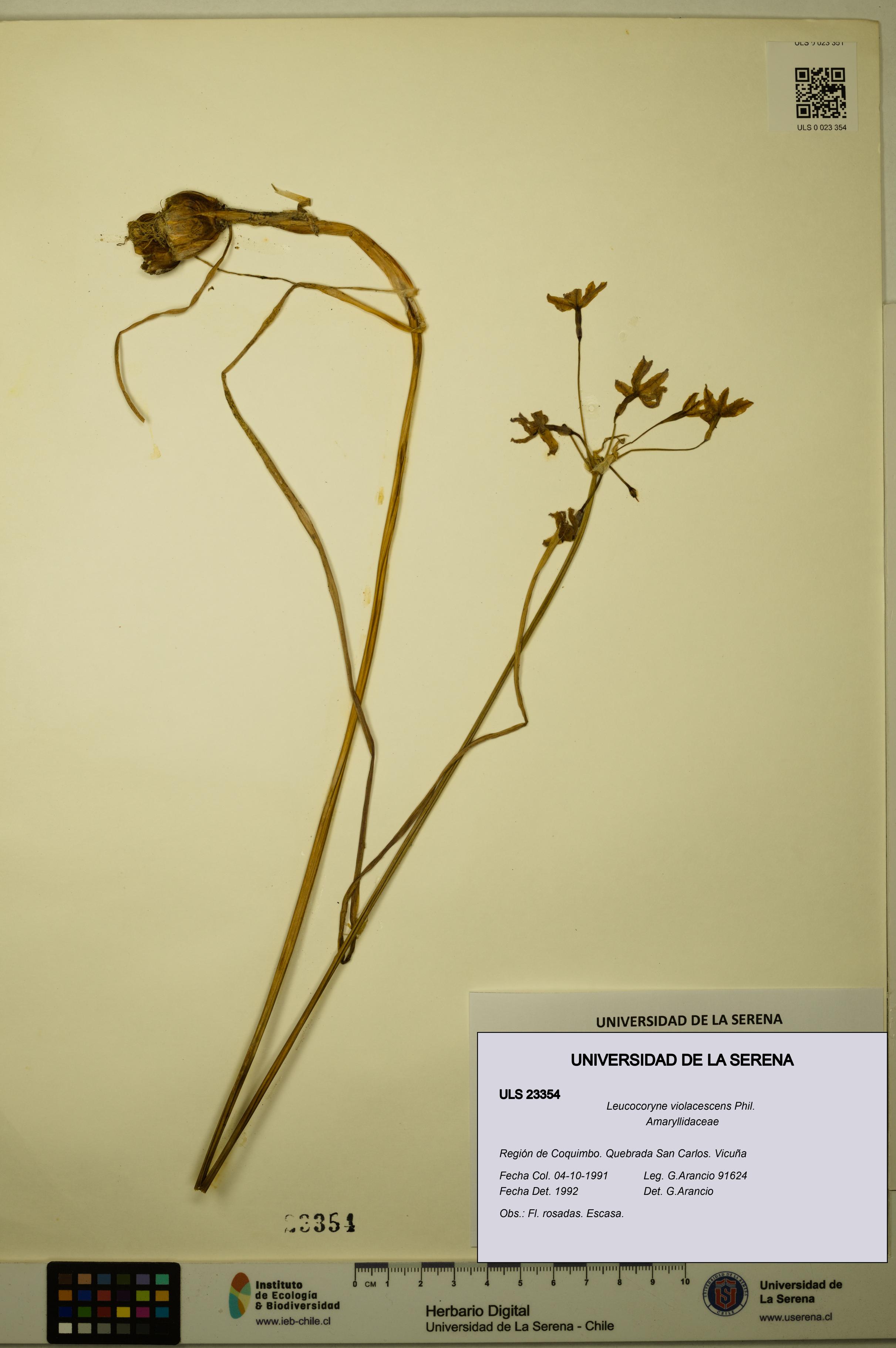 Leucocoryne violacescens [Espécimen: ULS:ULS:0023354]