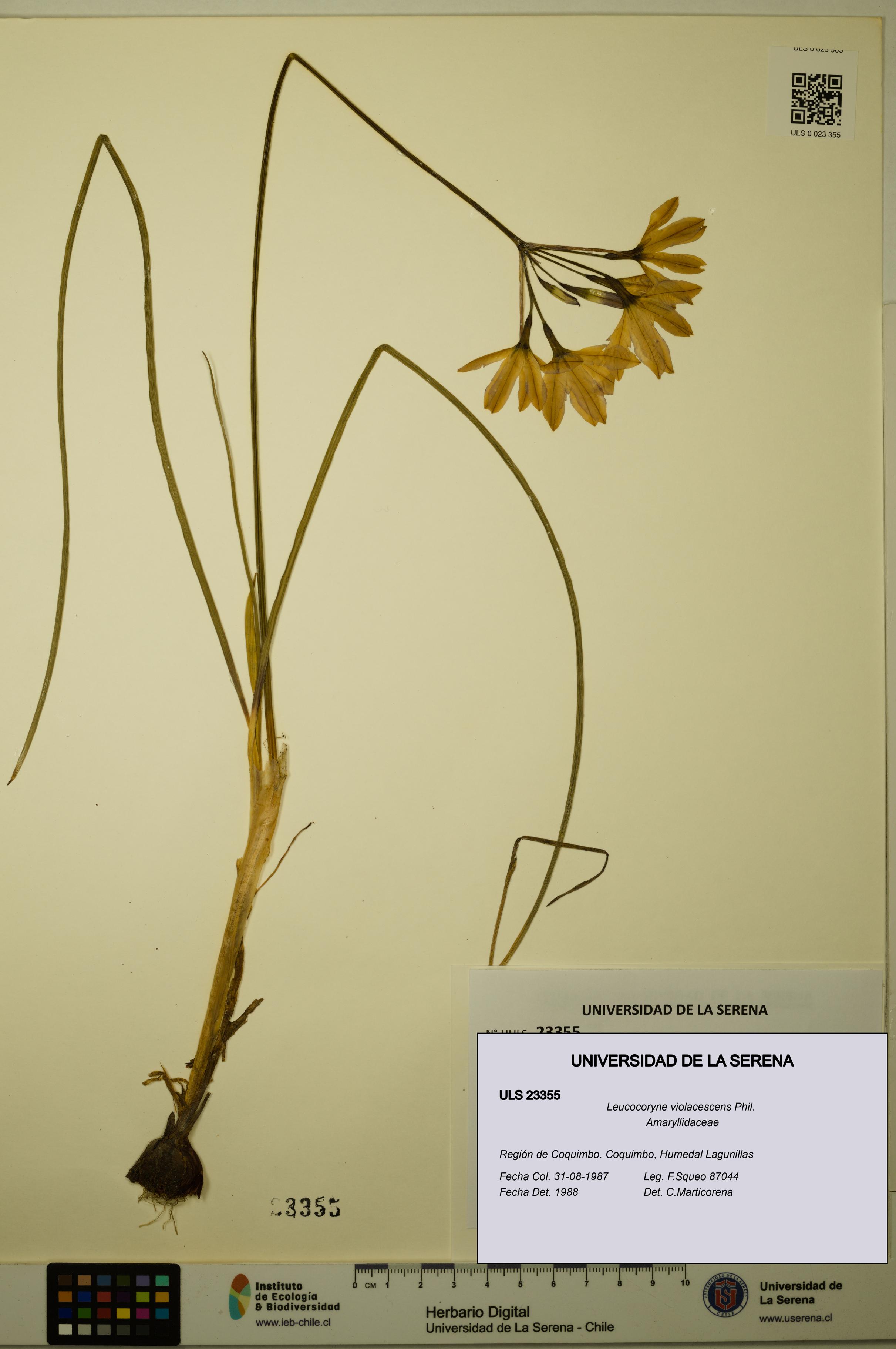Leucocoryne violacescens [Espécimen: ULS:ULS:0023355]