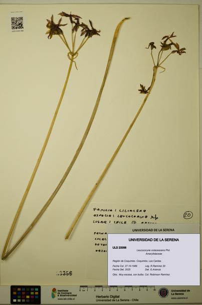 Leucocoryne violacescens [Espécimen: ULS:ULS:0023356]