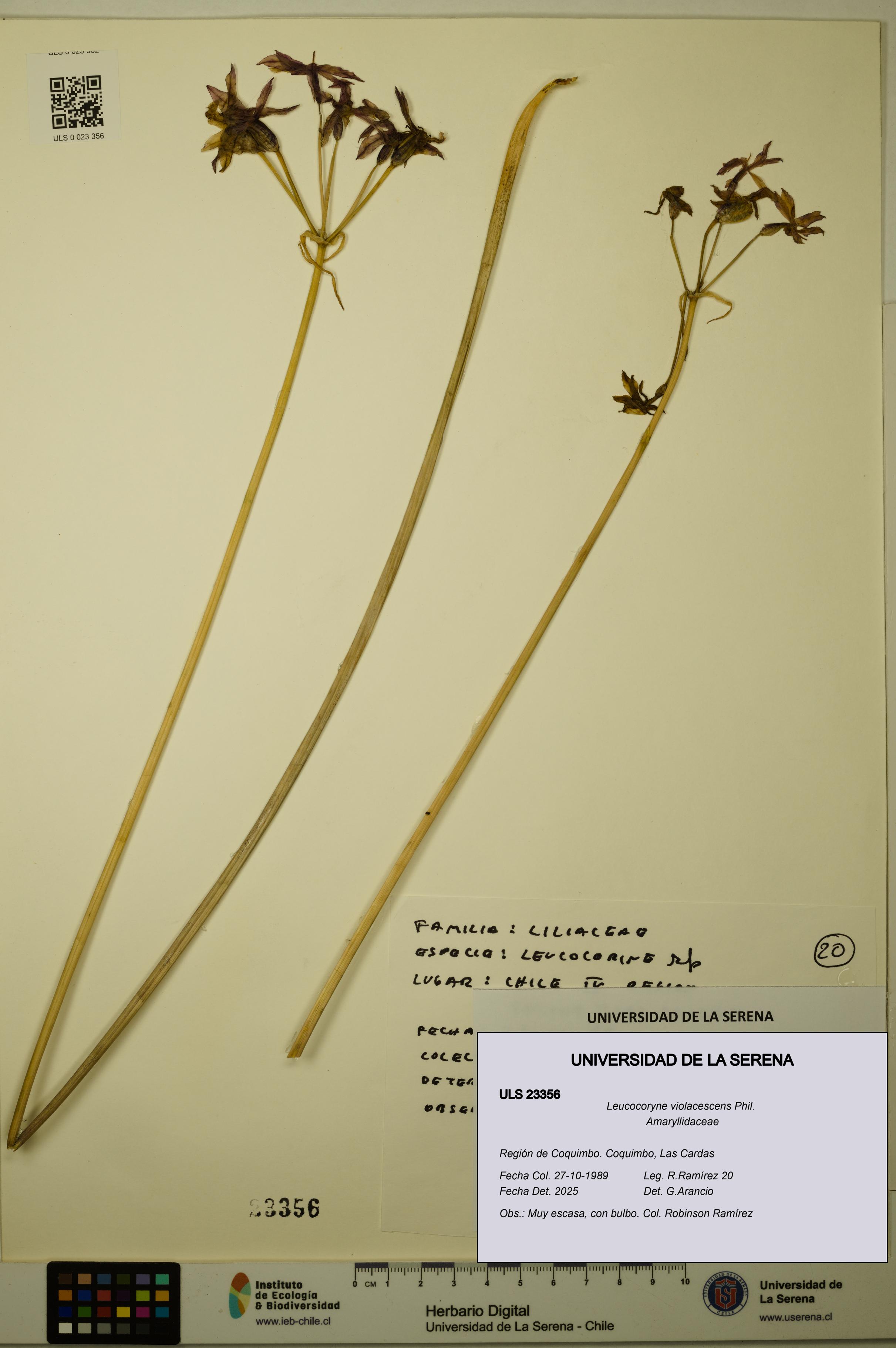 Leucocoryne violacescens [Espécimen: ULS:ULS:0023356]