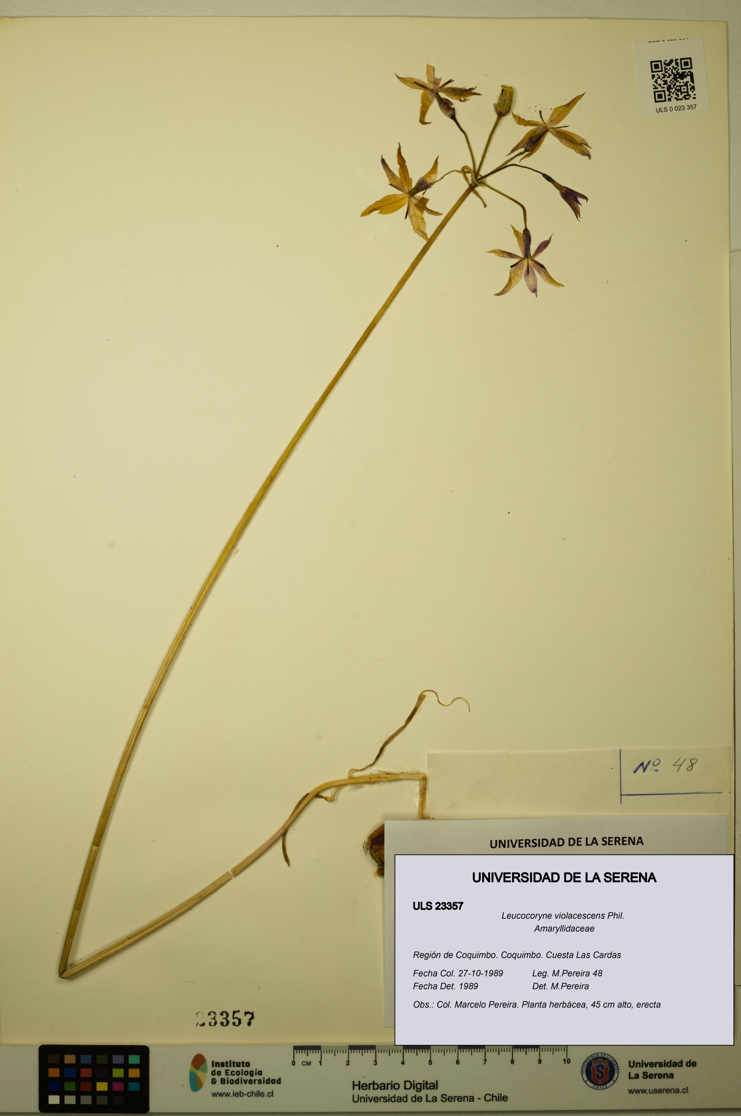 Leucocoryne violacescens [Espécimen: ULS:ULS:0023357]