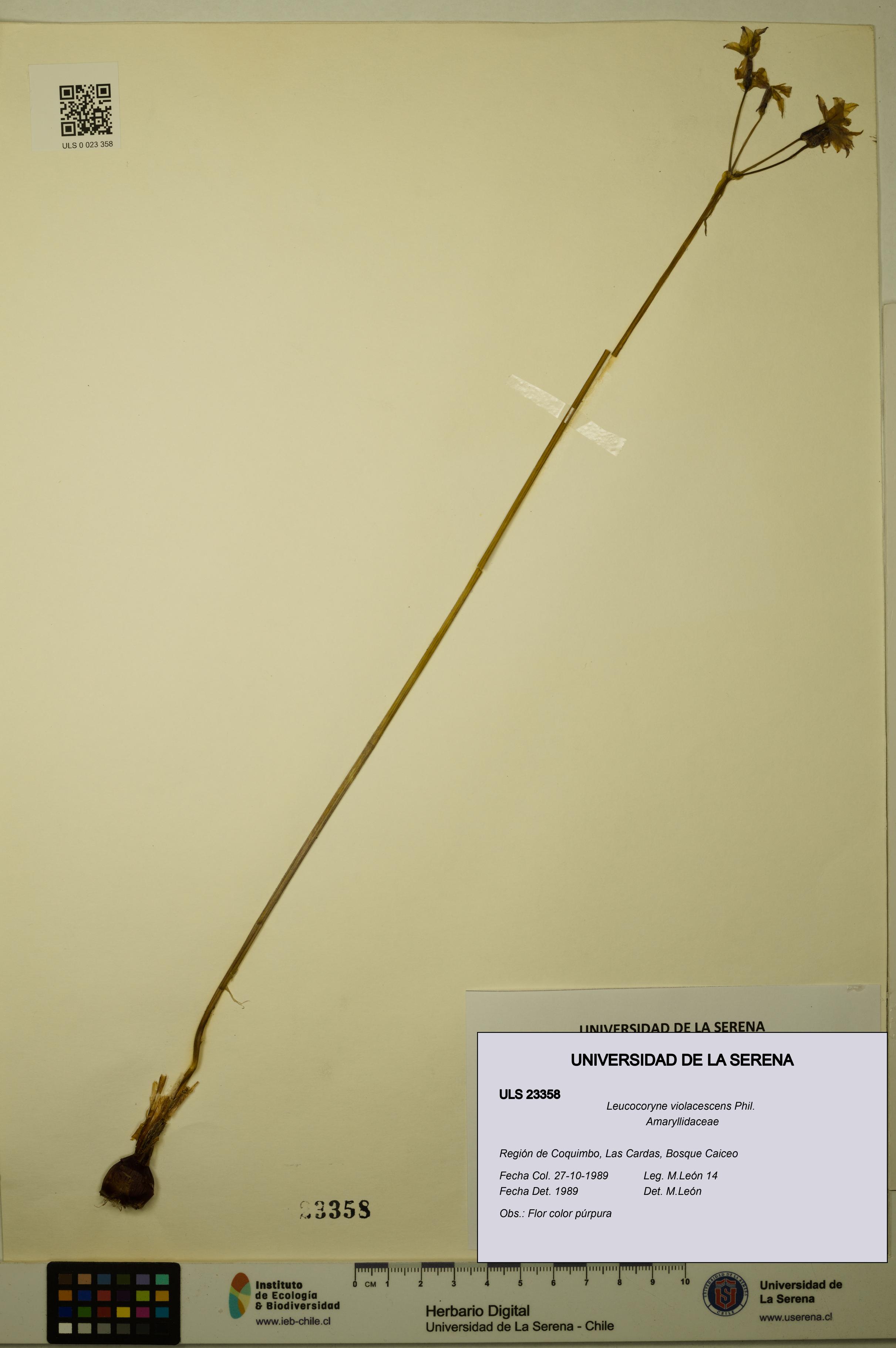 Leucocoryne violacescens [Espécimen: ULS:ULS:0023358]