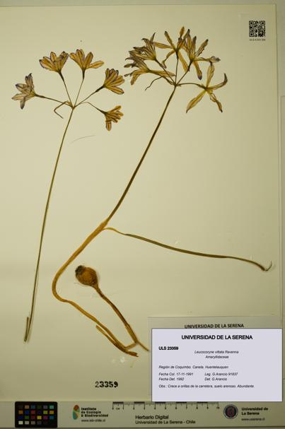 Leucocoryne vittata [Espécimen: ULS:ULS:0023359]