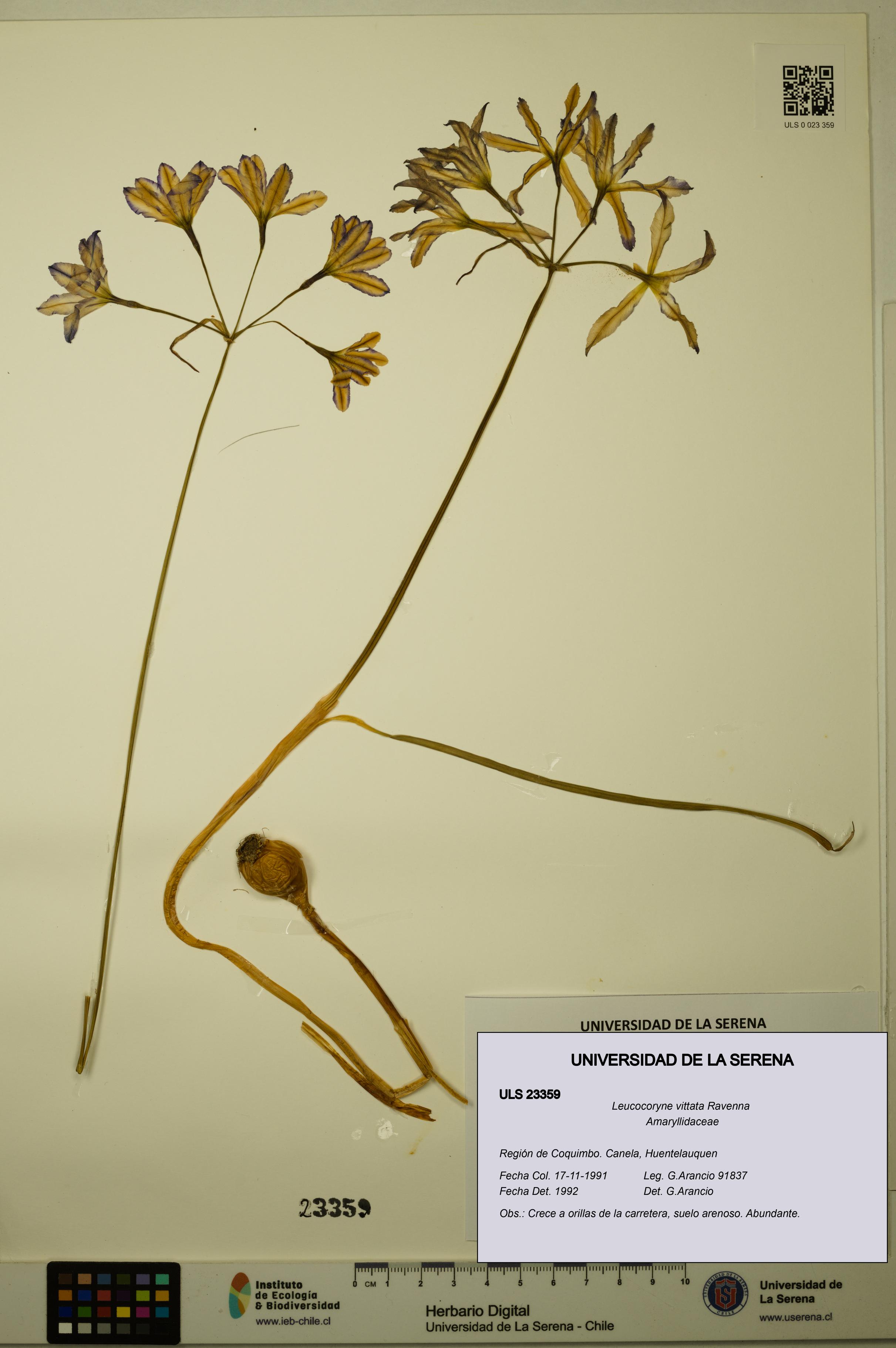 Leucocoryne vittata [Espécimen: ULS:ULS:0023359]