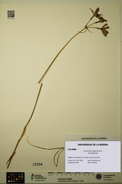 Leucocoryne vittata [Espécimen: ULS:ULS:0023360]