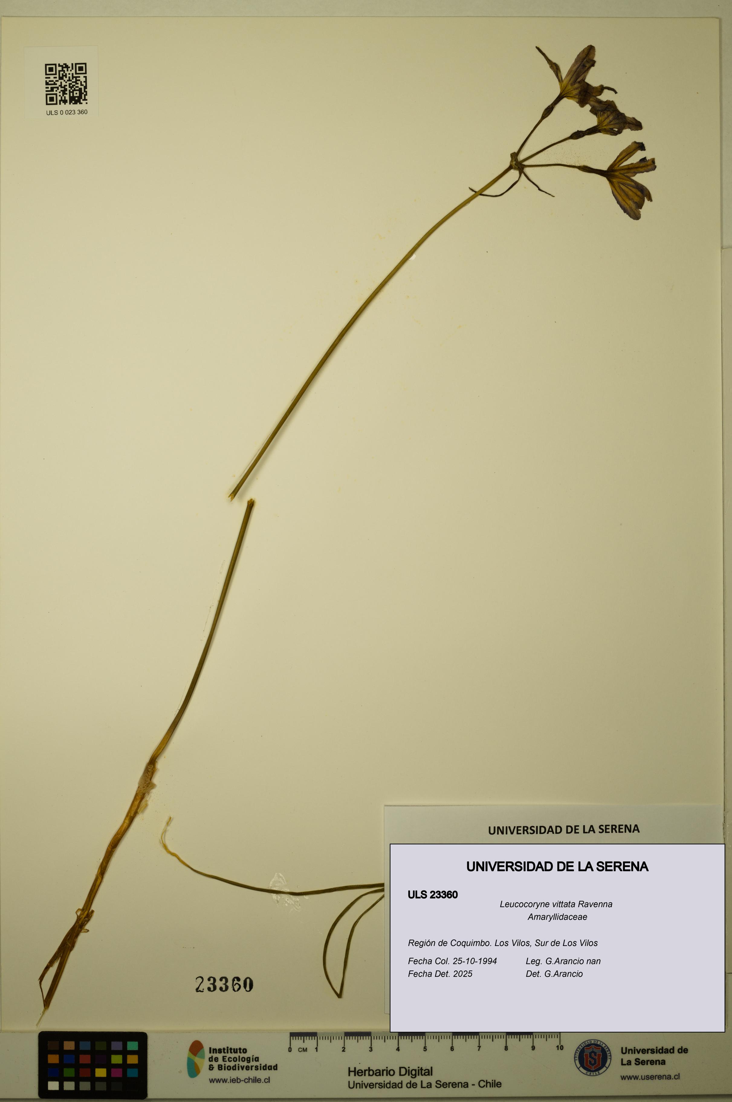 Leucocoryne vittata [Espécimen: ULS:ULS:0023360]