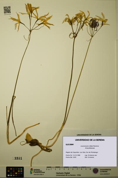 Leucocoryne vittata [Espécimen: ULS:ULS:0023361]