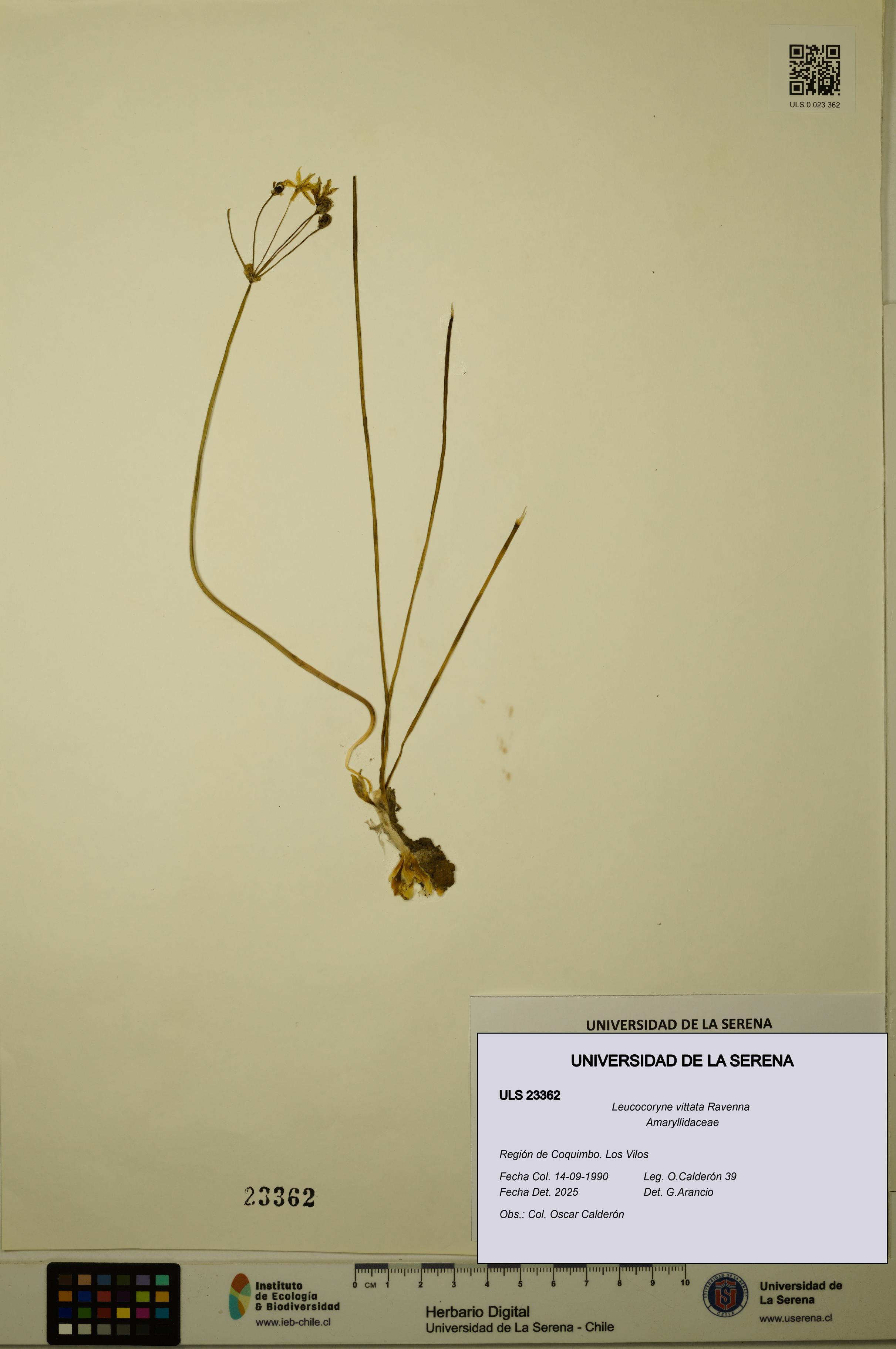 Leucocoryne vittata [Espécimen: ULS:ULS:0023362]