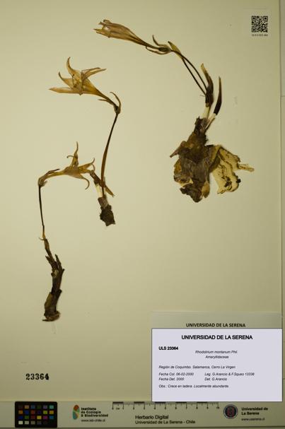 Rhodolirium montanum [Espécimen: ULS:ULS:0023364]