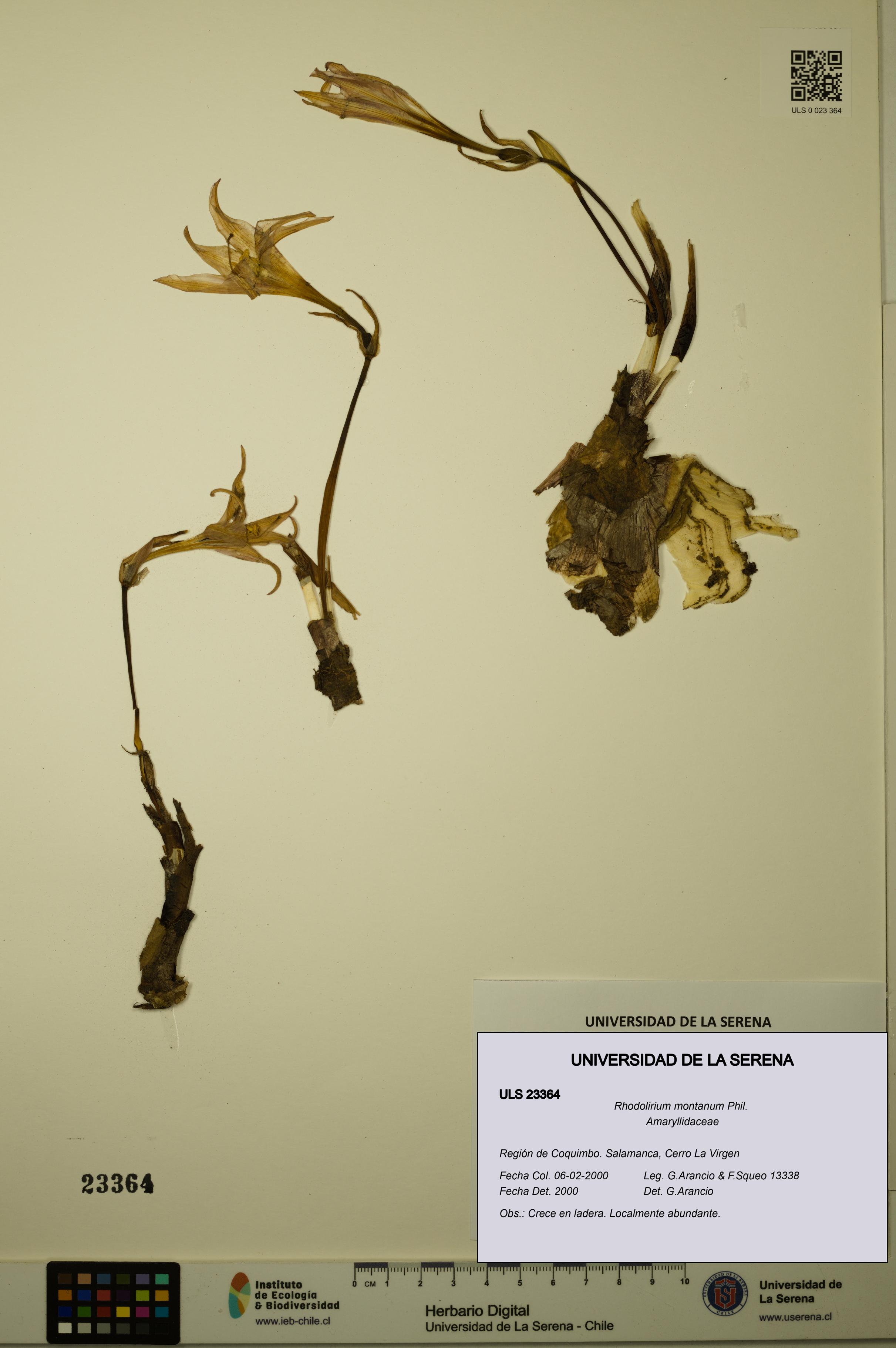 Rhodolirium montanum [Espécimen: ULS:ULS:0023364]